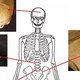 Ilustración para el artículo titulado Huesos egipcios de hace 3.000 años revelan una verdad incómoda: el cáncer es hasta 100 veces más común hoy